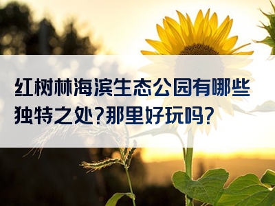 红树林海滨生态公园有哪些独特之处？那里好玩吗？