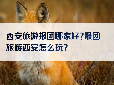 西安旅游报团哪家好？报团旅游西安怎么玩？