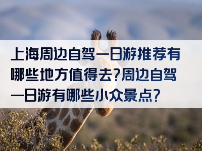 上海周边自驾一日游推荐有哪些地方值得去？周边自驾一日游有哪些小众景点？