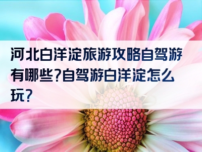 河北白洋淀旅游攻略自驾游有哪些？自驾游白洋淀怎么玩？