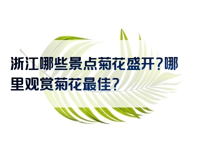 浙江哪些景点菊花盛开？哪里观赏菊花最佳？