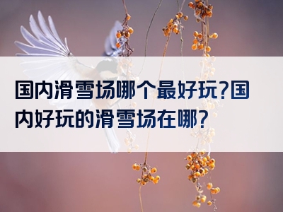 国内滑雪场哪个最好玩？国内好玩的滑雪场在哪？