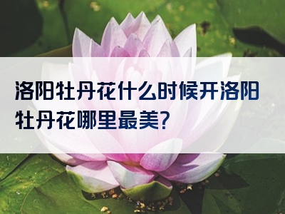 洛阳牡丹花什么时候开洛阳牡丹花哪里最美？