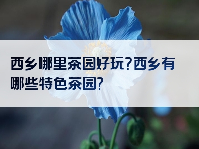 西乡哪里茶园好玩？西乡有哪些特色茶园？