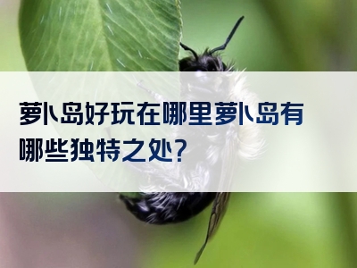 萝卜岛好玩在哪里萝卜岛有哪些独特之处？