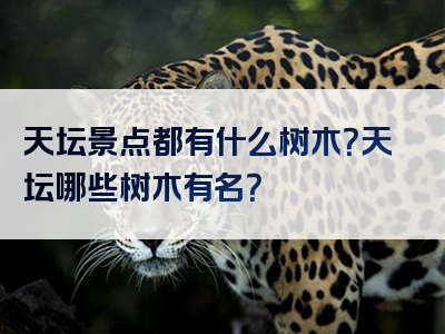 天坛景点都有什么树木？天坛哪些树木有名？