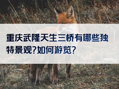 重庆武隆天生三桥有哪些独特景观？如何游览？