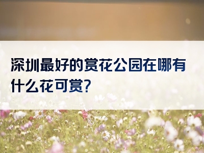 深圳最好的赏花公园在哪有什么花可赏？