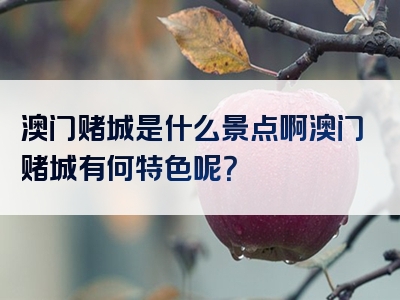 澳门赌城是什么景点啊澳门赌城有何特色呢？