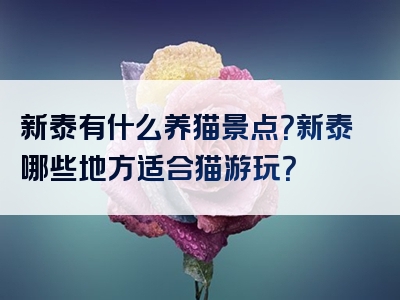 新泰有什么养猫景点？新泰哪些地方适合猫游玩？