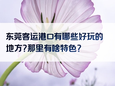 东莞客运港口有哪些好玩的地方？那里有啥特色？