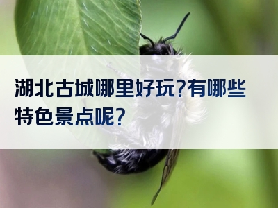 湖北古城哪里好玩？有哪些特色景点呢？