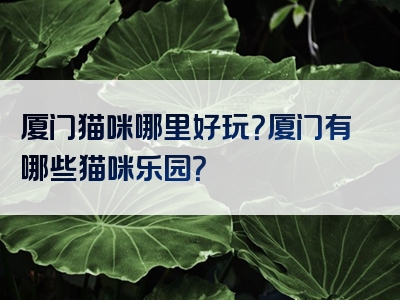 厦门猫咪哪里好玩？厦门有哪些猫咪乐园？
