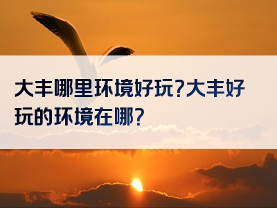 大丰哪里环境好玩？大丰好玩的环境在哪？