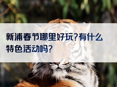 新浦春节哪里好玩？有什么特色活动吗？