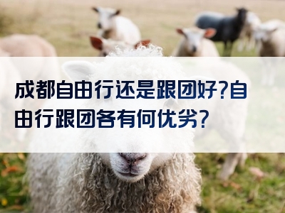 成都自由行还是跟团好？自由行跟团各有何优劣？