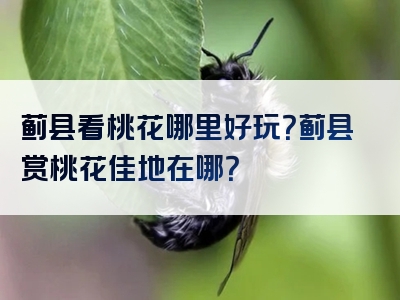 蓟县看桃花哪里好玩？蓟县赏桃花佳地在哪？