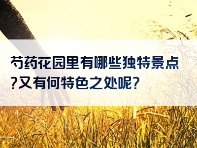 芍药花园里有哪些独特景点？又有何特色之处呢？