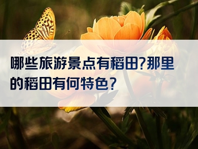 哪些旅游景点有稻田？那里的稻田有何特色？