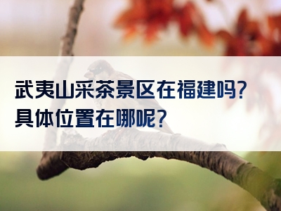 武夷山采茶景区在福建吗？具体位置在哪呢？