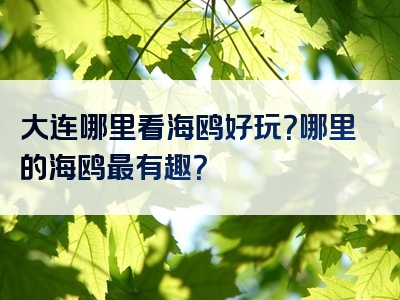 大连哪里看海鸥好玩？哪里的海鸥最有趣？