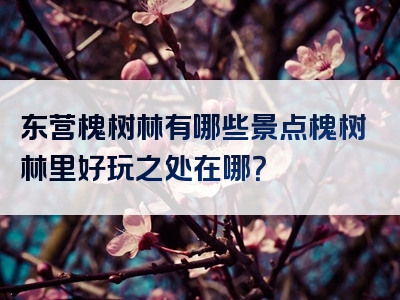 东营槐树林有哪些景点槐树林里好玩之处在哪？