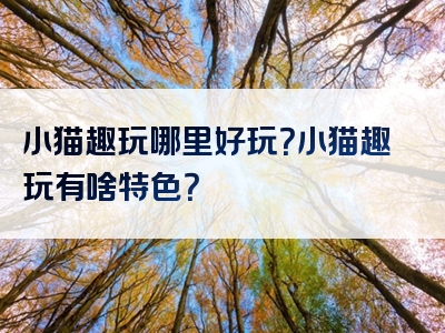 小猫趣玩哪里好玩？小猫趣玩有啥特色？