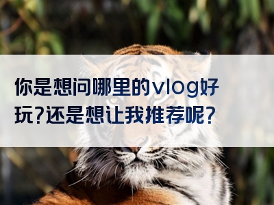 你是想问哪里的vlog好玩？还是想让我推荐呢？