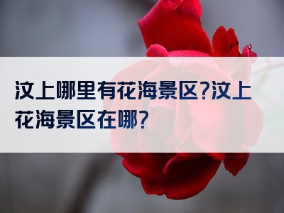 汶上哪里有花海景区？汶上花海景区在哪？