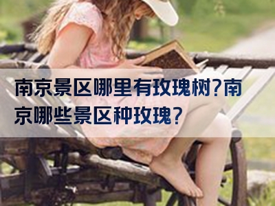 南京景区哪里有玫瑰树？南京哪些景区种玫瑰？