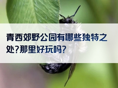 青西郊野公园有哪些独特之处？那里好玩吗？