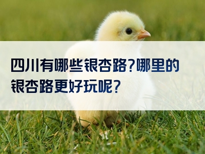四川有哪些银杏路？哪里的银杏路更好玩呢？