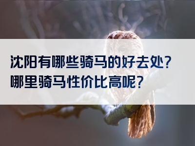 沈阳有哪些骑马的好去处？哪里骑马性价比高呢？