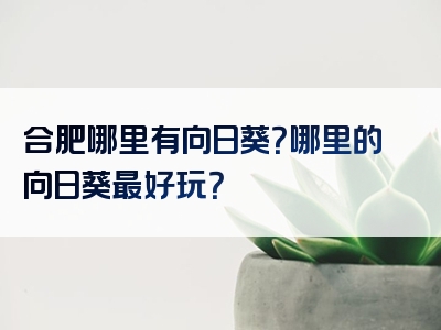 合肥哪里有向日葵？哪里的向日葵最好玩？