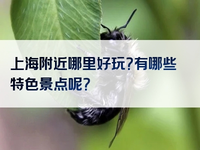 上海附近哪里好玩？有哪些特色景点呢？