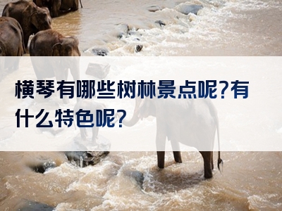 横琴有哪些树林景点呢？有什么特色呢？