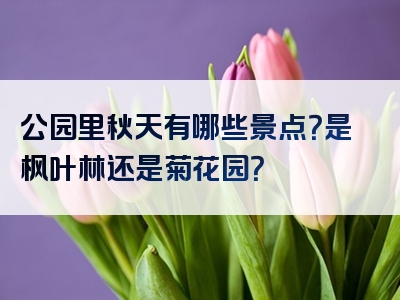 公园里秋天有哪些景点？是枫叶林还是菊花园？