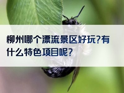 柳州哪个漂流景区好玩？有什么特色项目呢？