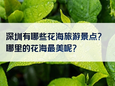 深圳有哪些花海旅游景点？哪里的花海最美呢？