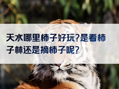 天水哪里柿子好玩？是看柿子林还是摘柿子呢？