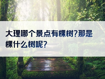 大理哪个景点有棵树？那是棵什么树呢？