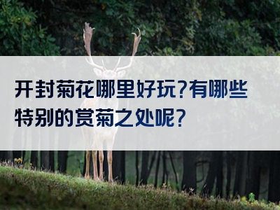 开封菊花哪里好玩？有哪些特别的赏菊之处呢？