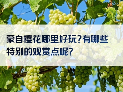 蒙自樱花哪里好玩？有哪些特别的观赏点呢？