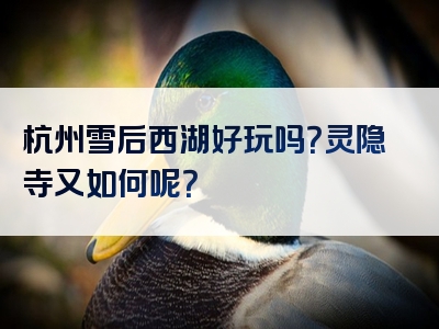 杭州雪后西湖好玩吗？灵隐寺又如何呢？