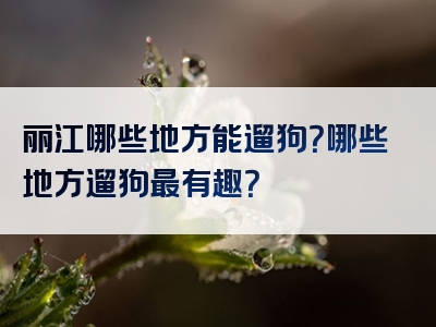 丽江哪些地方能遛狗？哪些地方遛狗最有趣？