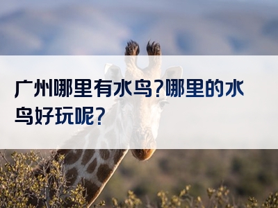 广州哪里有水鸟？哪里的水鸟好玩呢？