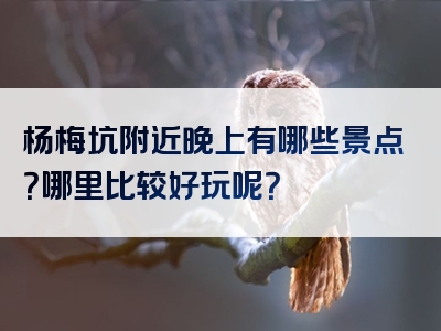 杨梅坑附近晚上有哪些景点？哪里比较好玩呢？