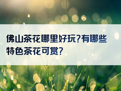 佛山茶花哪里好玩？有哪些特色茶花可赏？