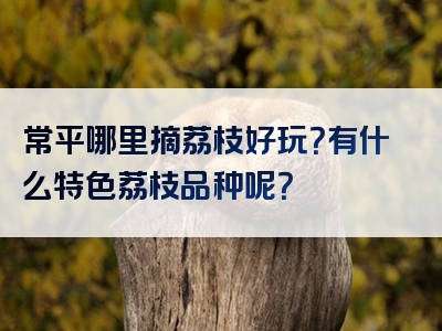 常平哪里摘荔枝好玩？有什么特色荔枝品种呢？