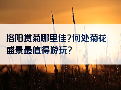 洛阳赏菊哪里佳？何处菊花盛景最值得游玩？